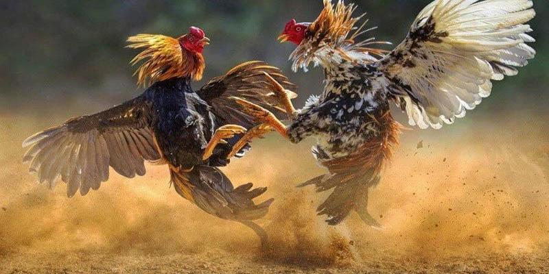 Đặc điểm của lối đá hầu kiềng