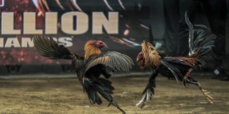 Trải nghiệm đá gà trực tiếp New88 từ Malaysia đẳng cấp