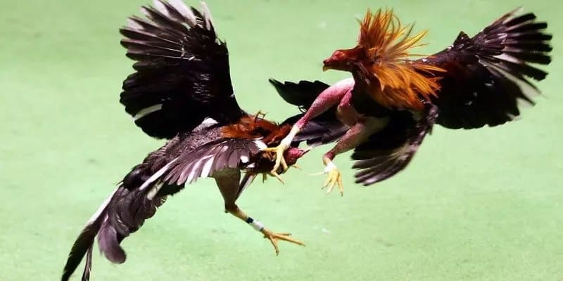 Giới thiệu về đòn đá liên hoàn cước