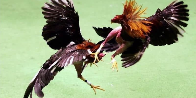 Đòn đá gà hầu 