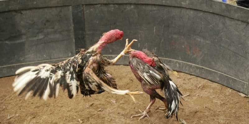 Đặc điểm nhận biết chung của các thế gà đá xạ