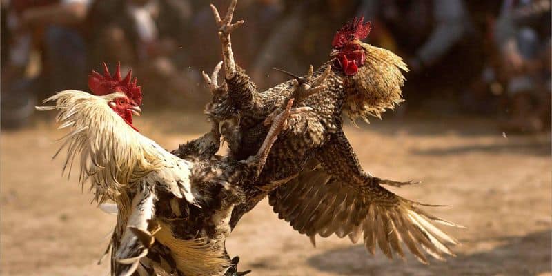 Thế gà đá xạ là gì? 