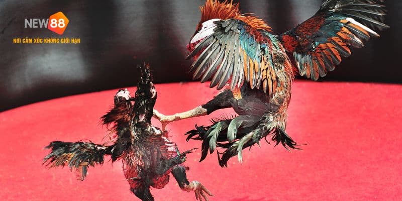 Tổng hợp Những Thế Gà Đá Xạ Hiểm Hóc Nhất Từ Thần Kê