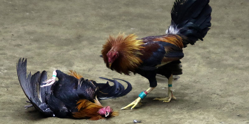 Lý giải nguyên nhân vì sao dịch vụ đá gà ở Thomo nổi tiếng